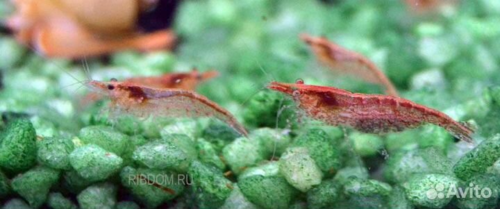 Креветки неокаридины аквариумные