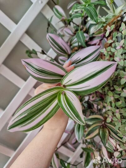 Традесканция нанук