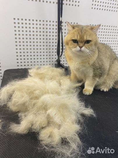 Бритье котов-кошек 