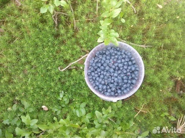 Черника лесная