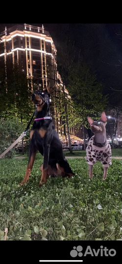 Щенок добермана