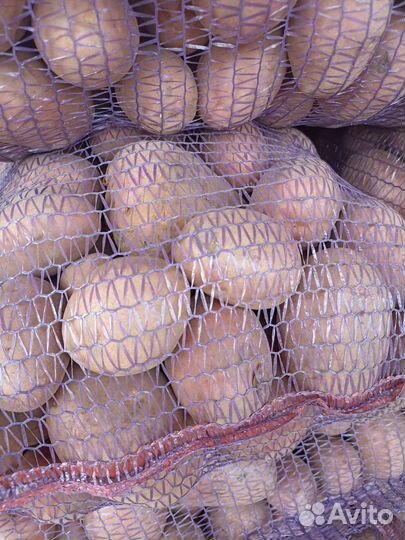 Картофель оптом