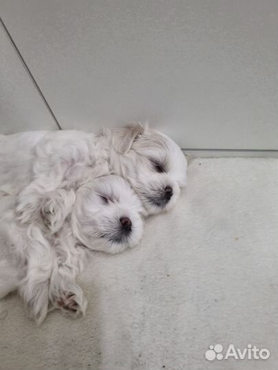 Щенки мальтезе