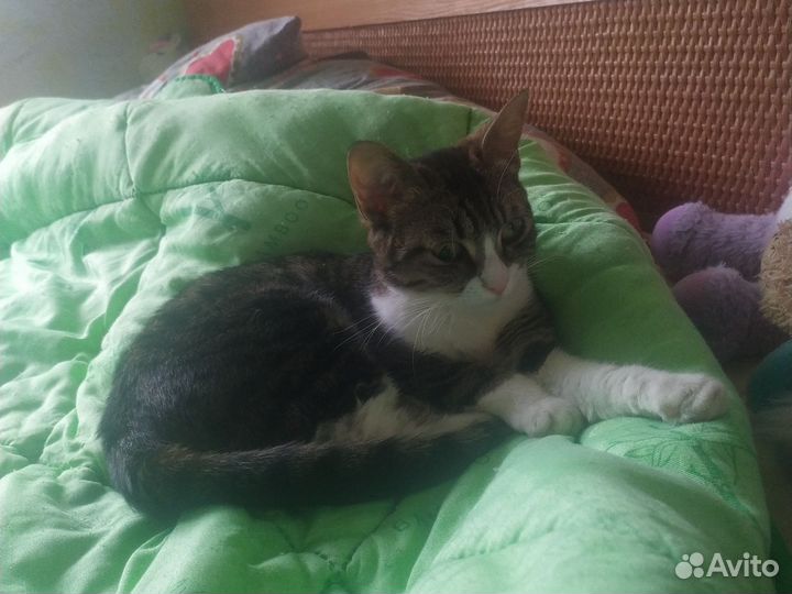 Кошка
