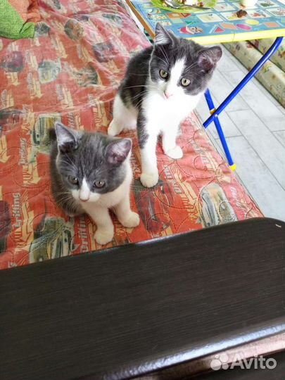 Кошки в добрые руки бесплатно