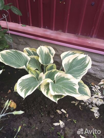 Хосты сортовые