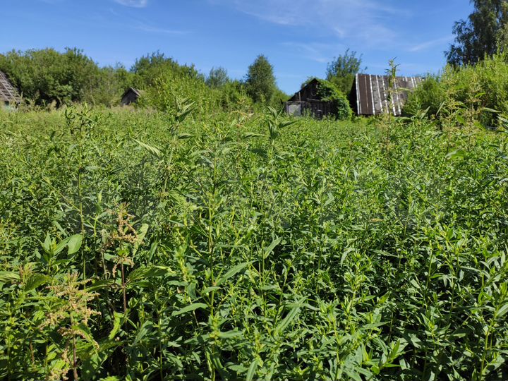 Участок 4,2 сот. (СНТ, ДНП)