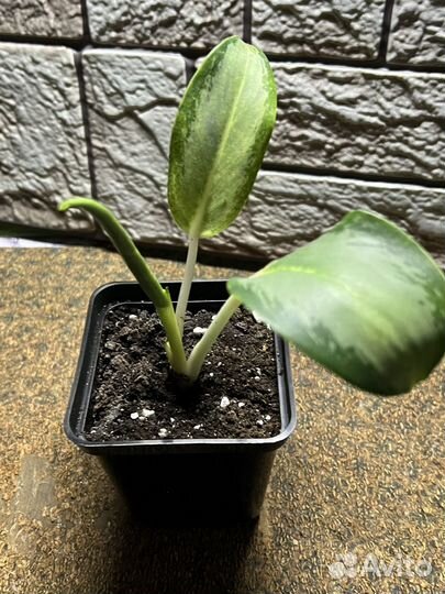 Аглаонема сильвер блю или уши слона