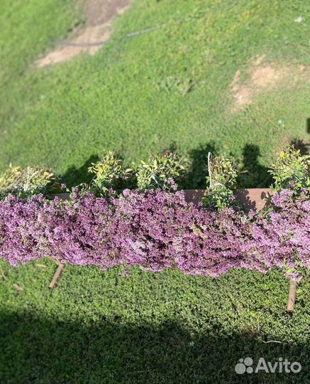 Душица, зверобой