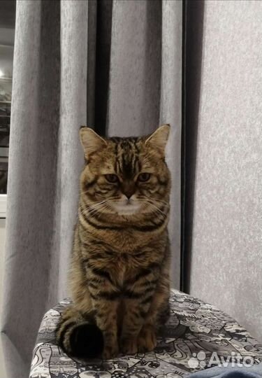 Кот шотландец вязка