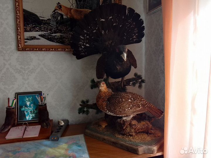 Чучело глухаря