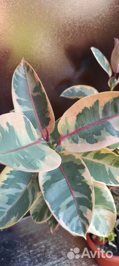 Фикус эластика Белиз