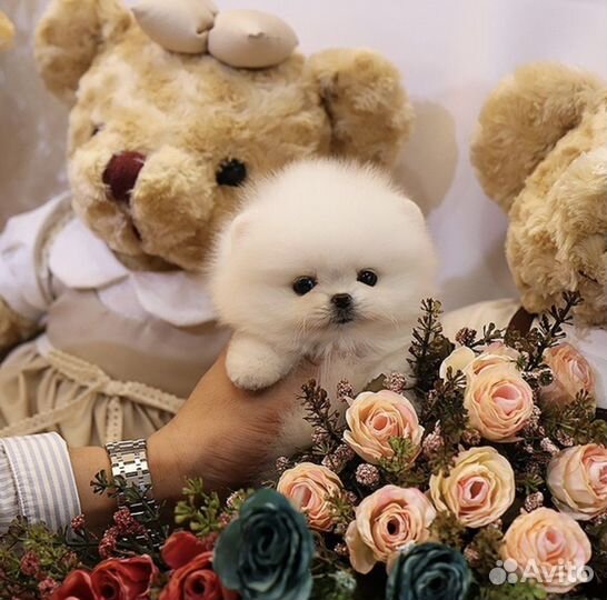 Шпиц миниатюра малыши померанцы тип мишка