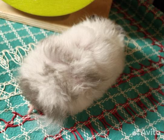 Хомяки ангорские сатин