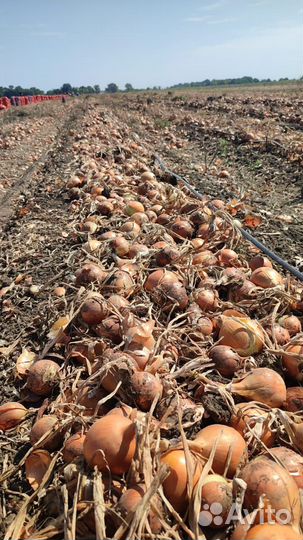 Лук оптом