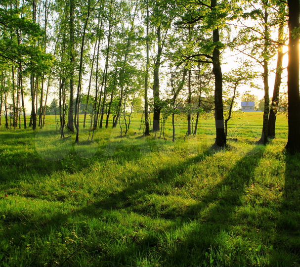 Участок 27 сот. (СНТ, ДНП)