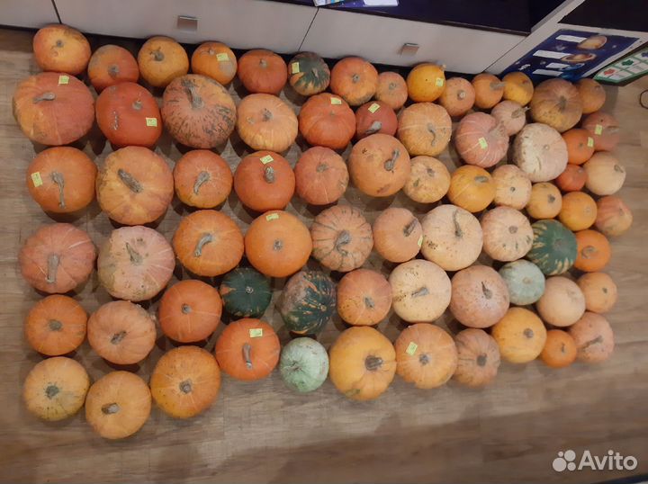 Сушеный лесной шиповник, тыквы