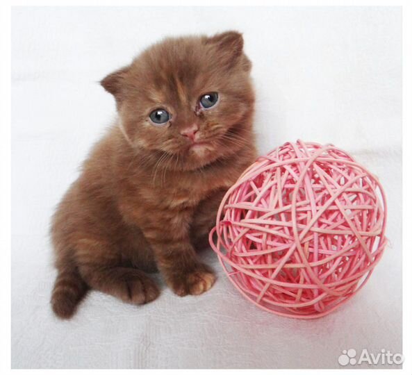 Вислоухая кошечка