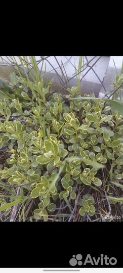 Цветы для альпийской горки, форзиция, дёрен