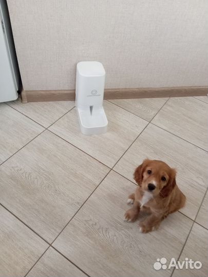 Автоматическая поилка