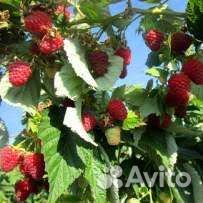 Гордость России малина саженцы