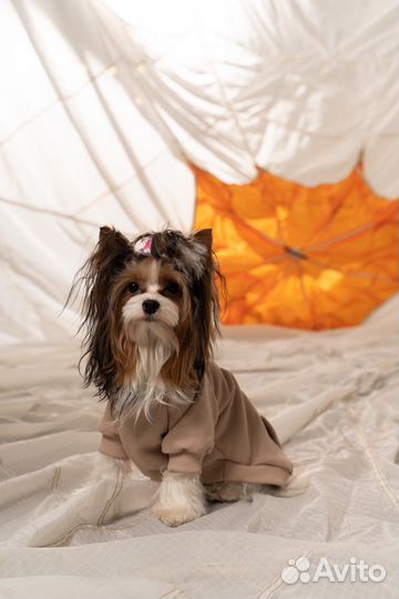 Одежда для собак