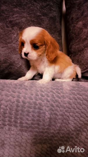 Собачка кавалер кинг щенки