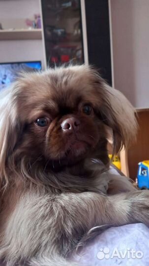 Вязка пекинес