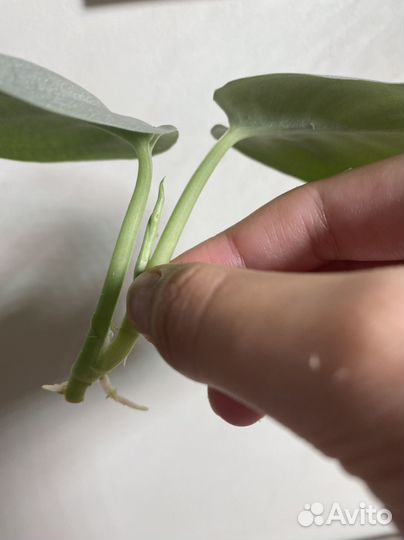 Сциндапсус платинум