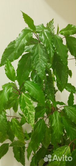 Гибискус Купера