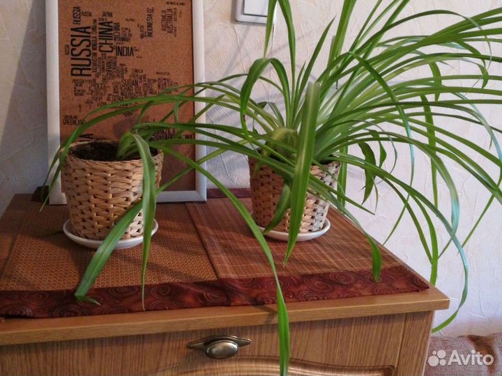 Хлорофитум