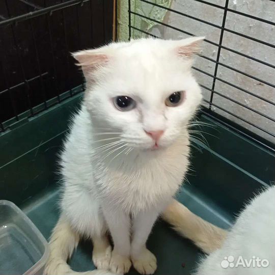 Кошка и кот в добрые руки