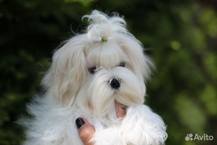 Собаки щенки