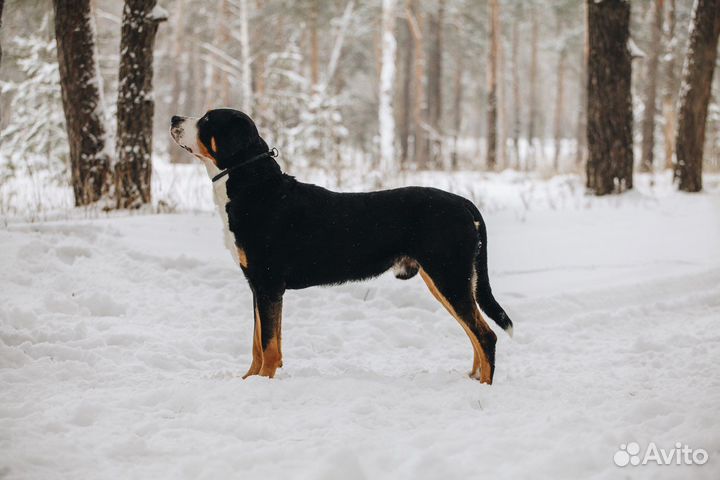 Вязка большой швейцарский зенненхунд