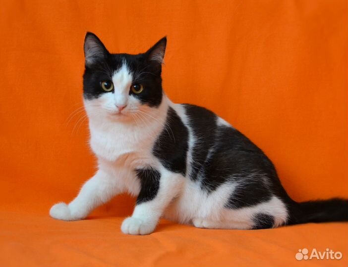 Котик подросток в добрые руки