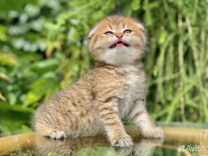 Шотландское золото