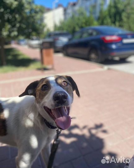 Собака в добрые руки