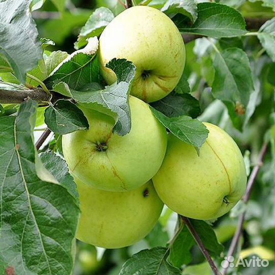 Яблоня Антоновка 3х летняя Осенняя