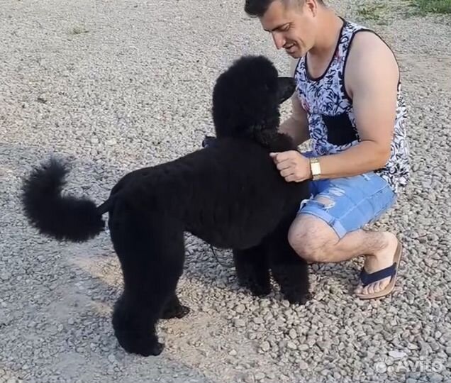 Королевский пудель