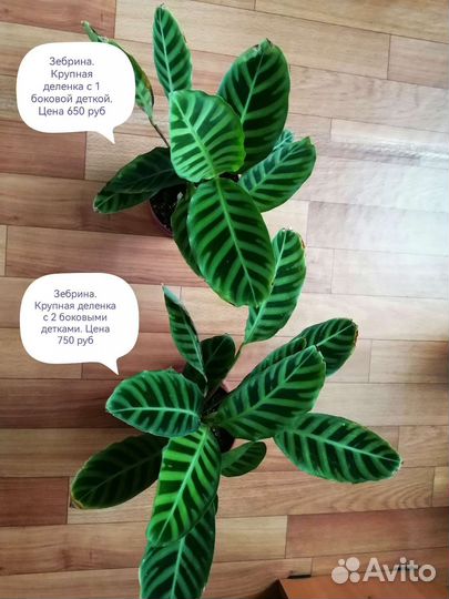 Калатея, маранта