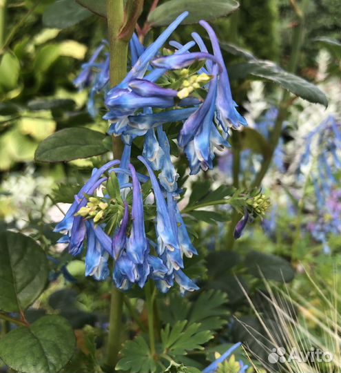 Многолетники для сада