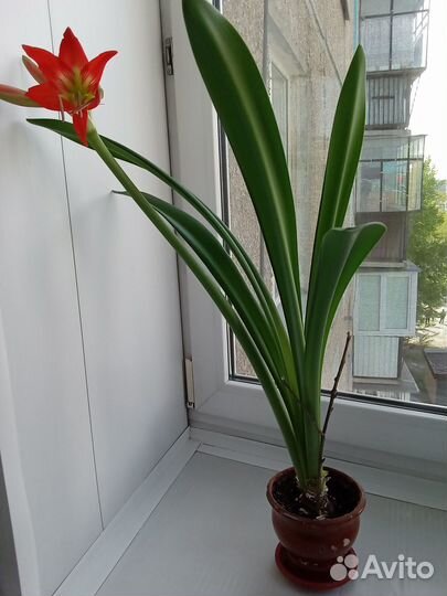 Гиппеаструм, алоэ