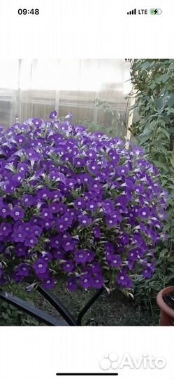 Вегетативные растения