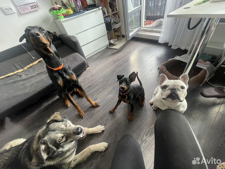 Кинолог Зоопсихолог Передержка собак