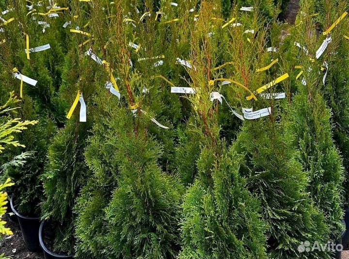 Черенки туи смарагд