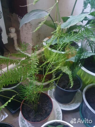 Цветы коматные