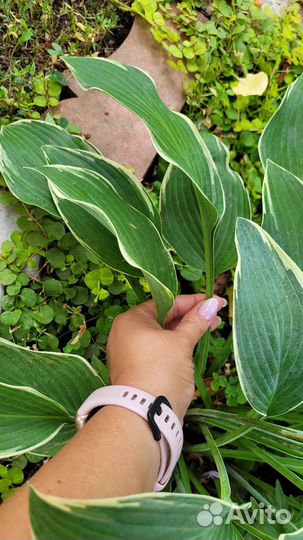 Хоста Tom Shmidt