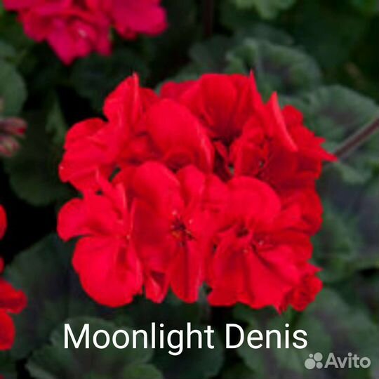 Раскошные пеларгонии