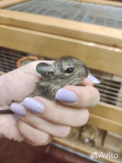 Малыши дегу