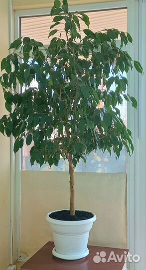 Фикус бенджамина большой